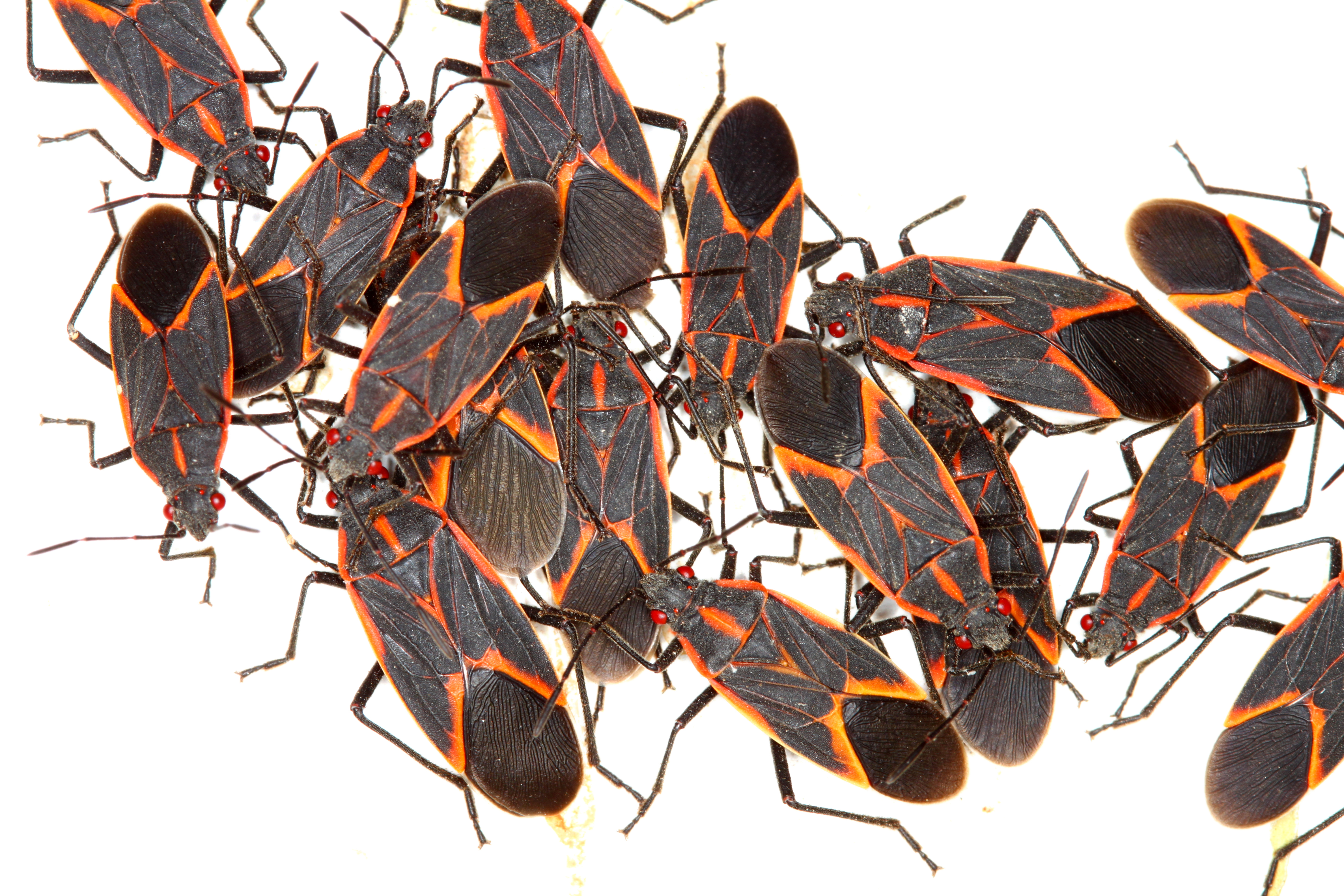 Box Elder Bugs