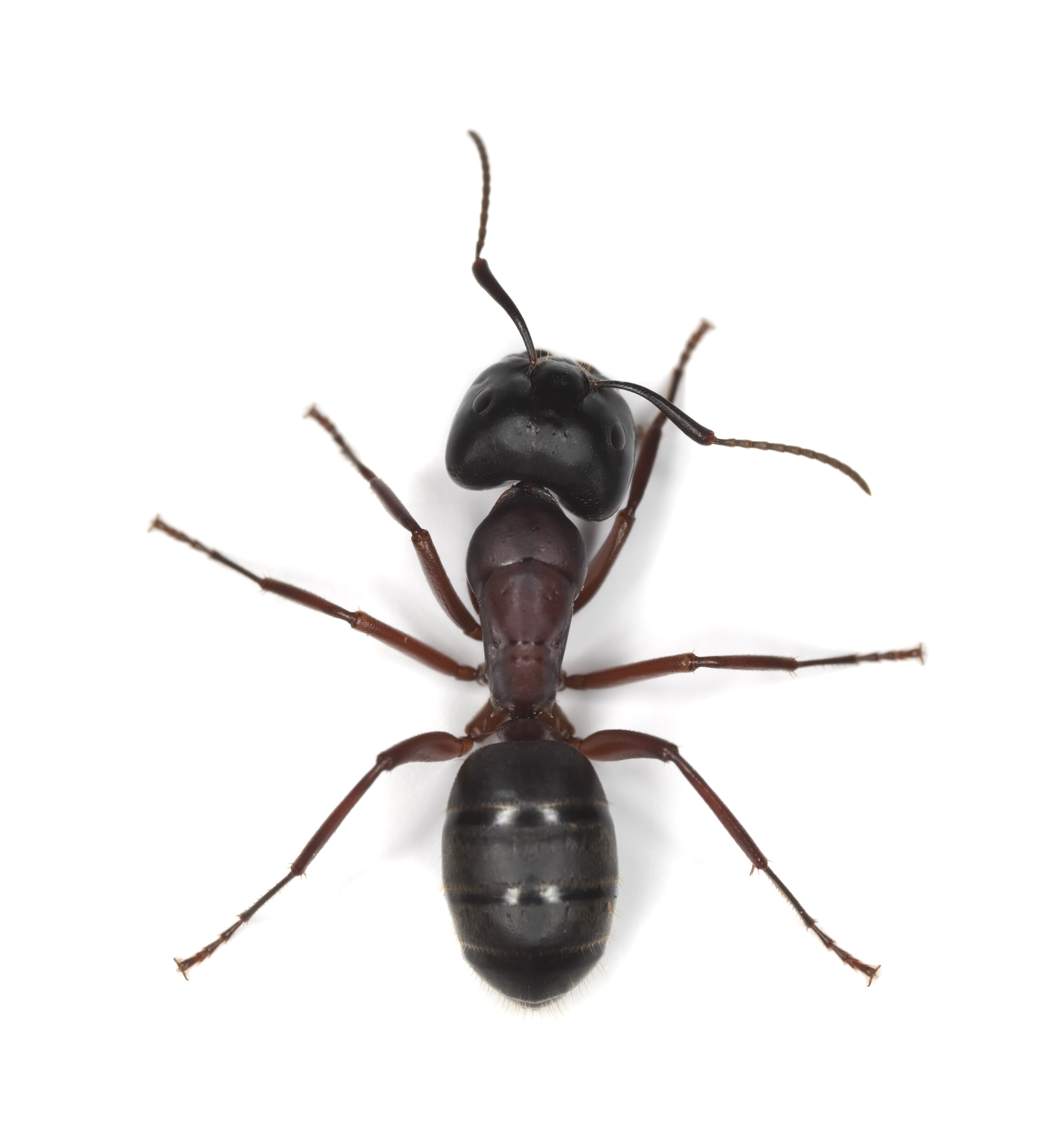 Carpenter Ants