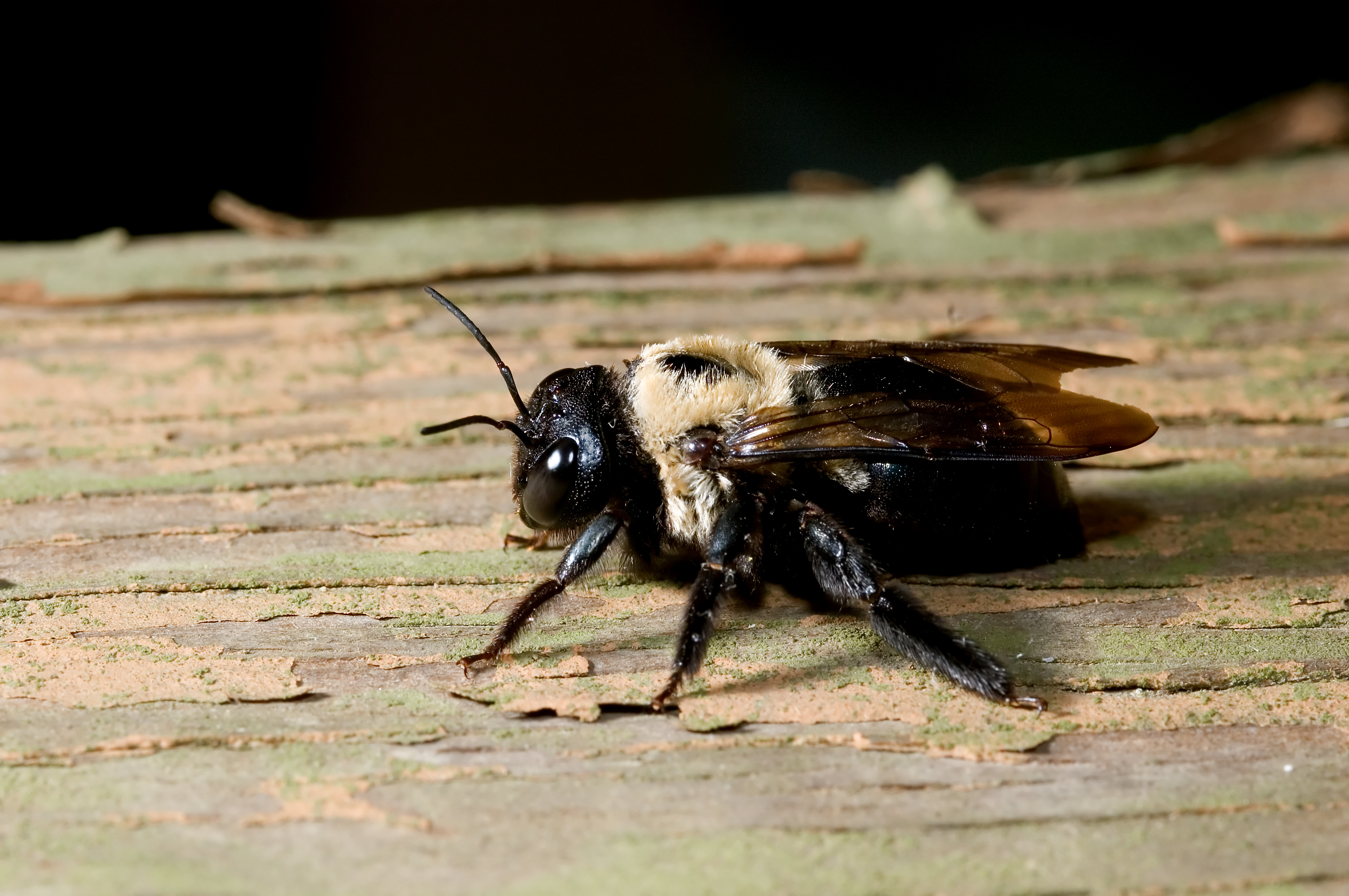 Carpenter Bees